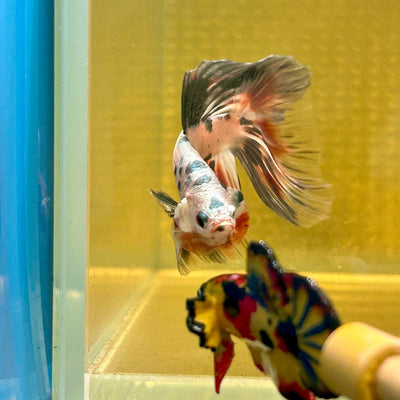 Copper Marble Halfmoon - Male Betta M56