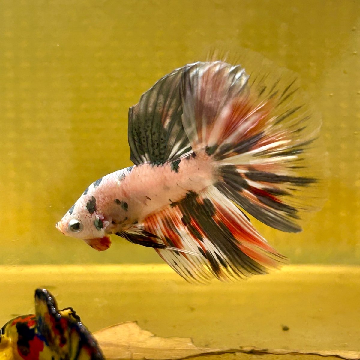 Copper Marble Halfmoon - Male Betta M56