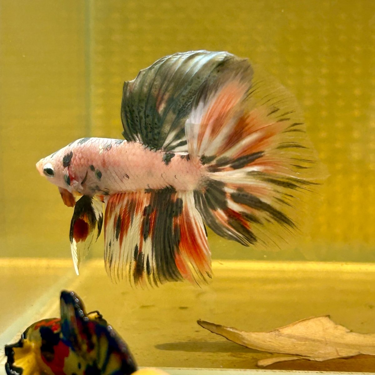 Copper Marble Halfmoon - Male Betta M56