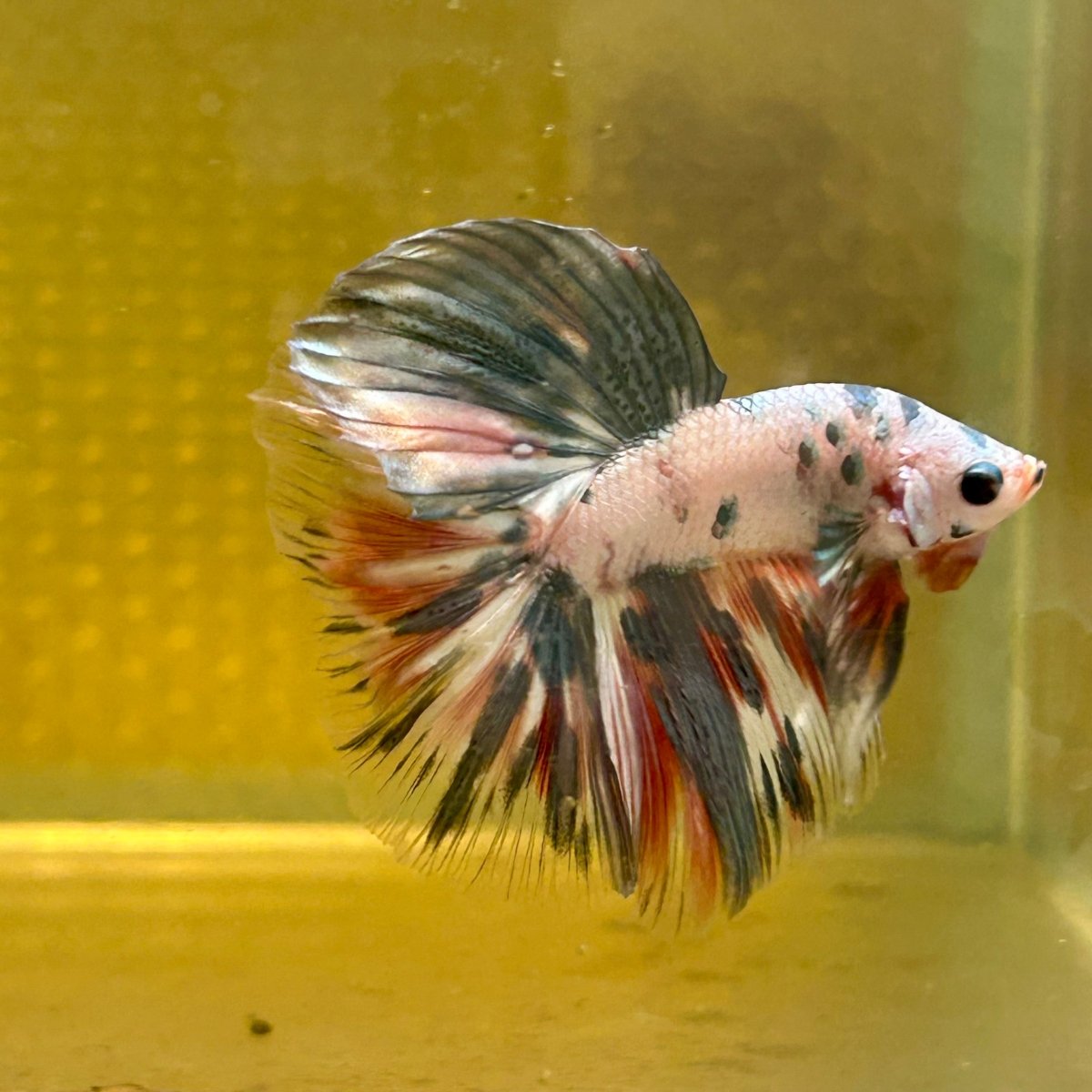 Copper Marble Halfmoon - Male Betta M56