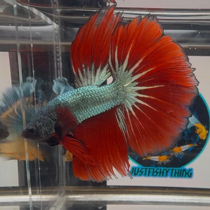 Copper Red A32 Halfmoon - Male Betta