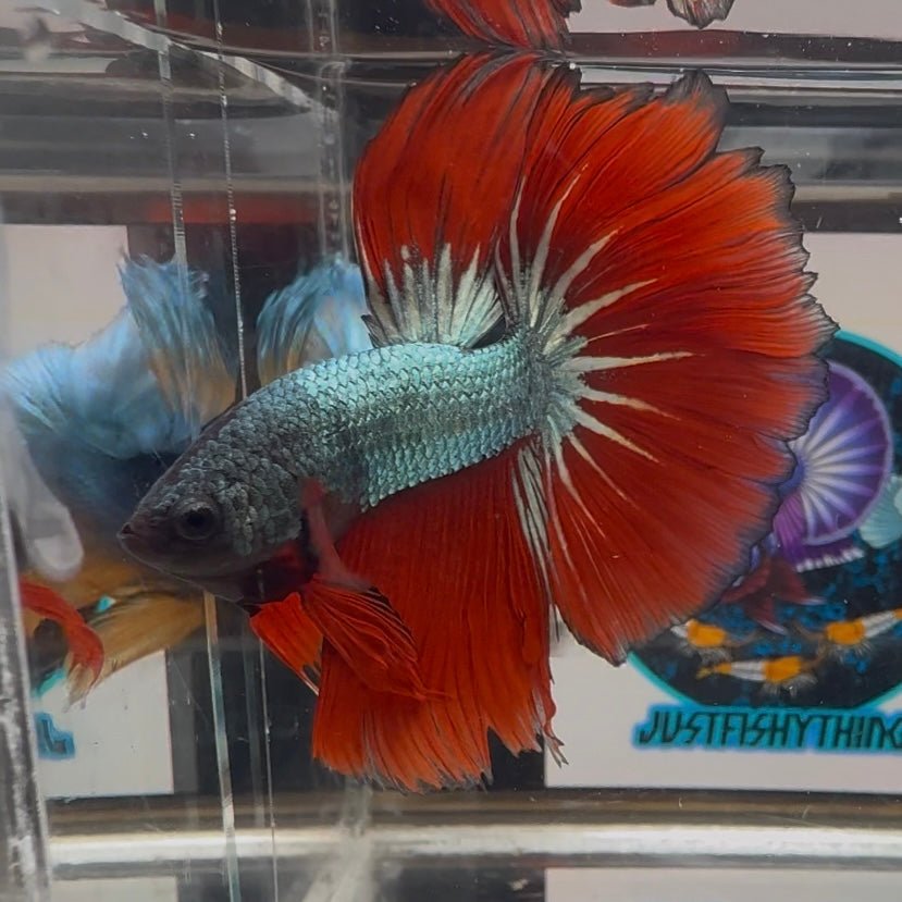 Copper Red A32 Halfmoon - Male Betta