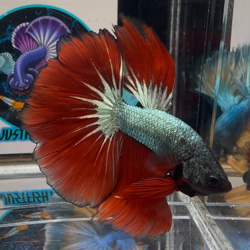 Copper Red A32 Halfmoon - Male Betta
