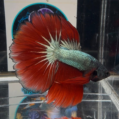 Copper Red A32 Halfmoon - Male Betta