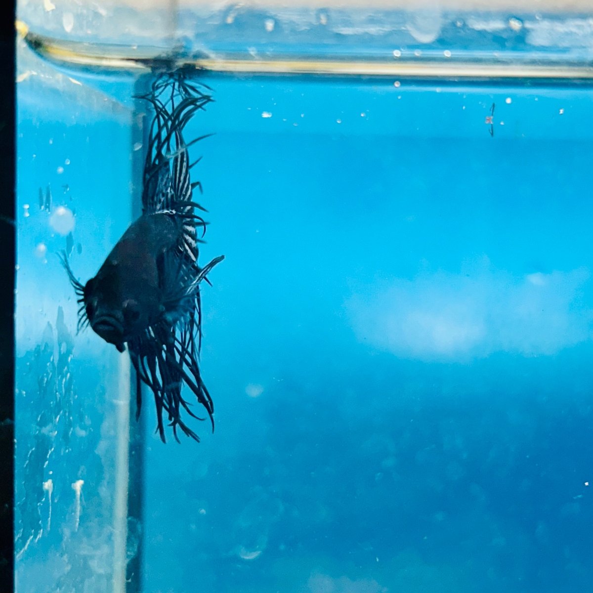 Crowntail Black Orchid King Male Betta 191