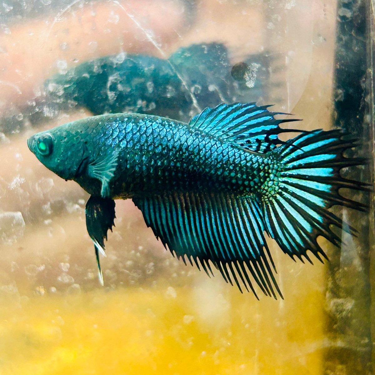 Crowntail Koi Tiger Female Betta S33 Male betta