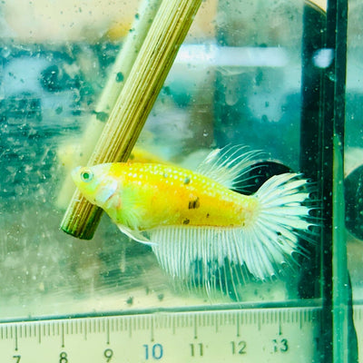 Crowntail Metallic Copper Neon - Female Betta Jul41 Female betta