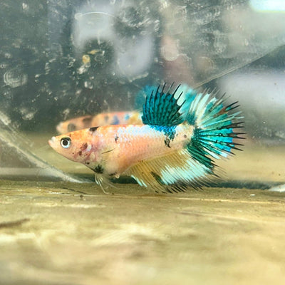 Crowntail Metallic Koi Female Betta D01