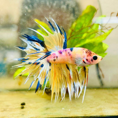 Crowntail Multicolor Male Betta 105