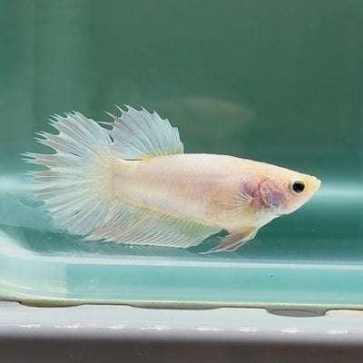 Crowtail White Pastel Female Betta Au51 Live Betta Fish Female betta