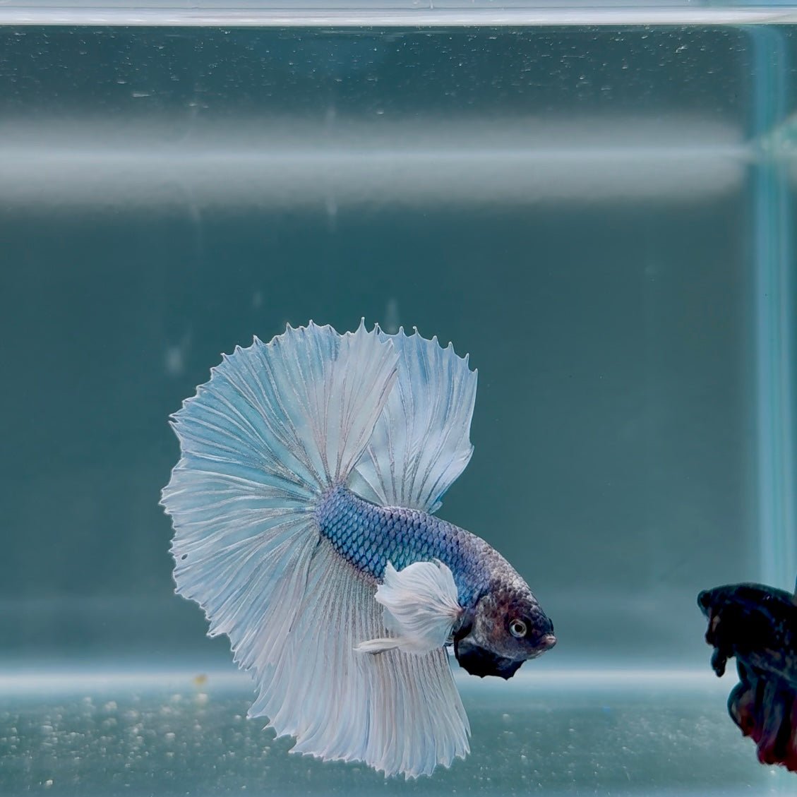 Dumbo Blue Whitetail S05 Halfmoon - Male Betta