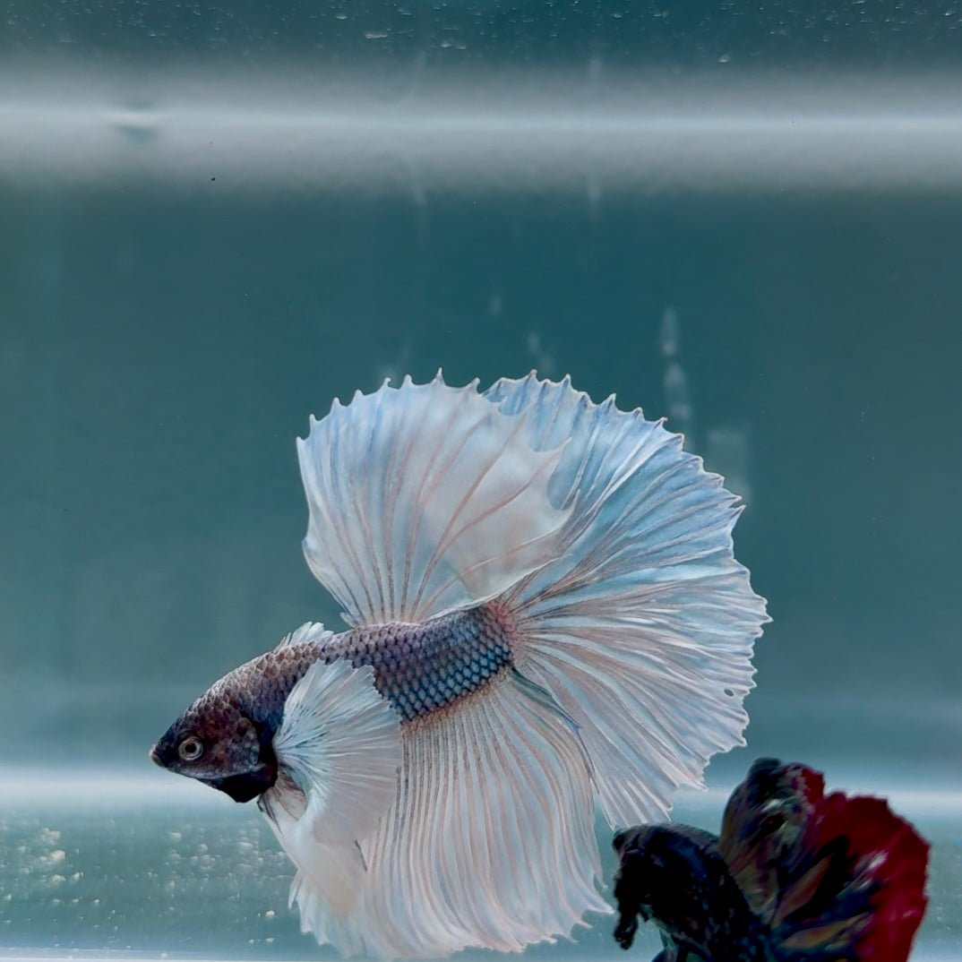 Dumbo Blue Whitetail S05 Halfmoon - Male Betta