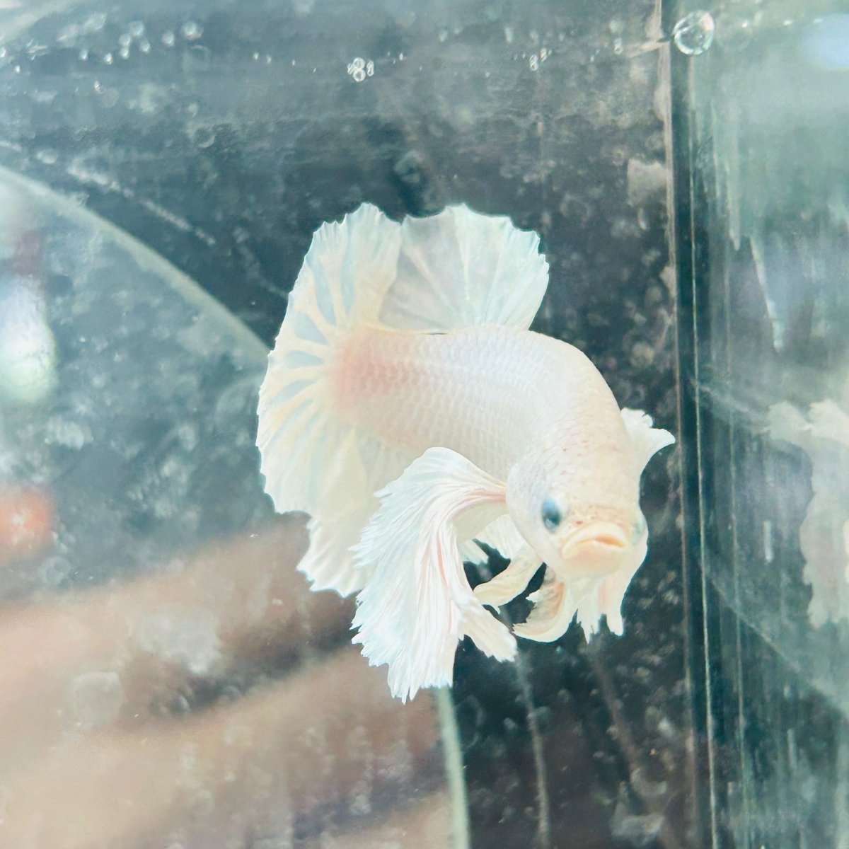 Dumbo Ear White Plakat - Male Betta N18