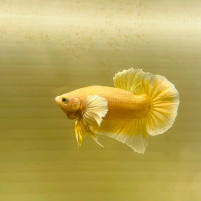 Dumbo Gold Plakat - Male Betta A95