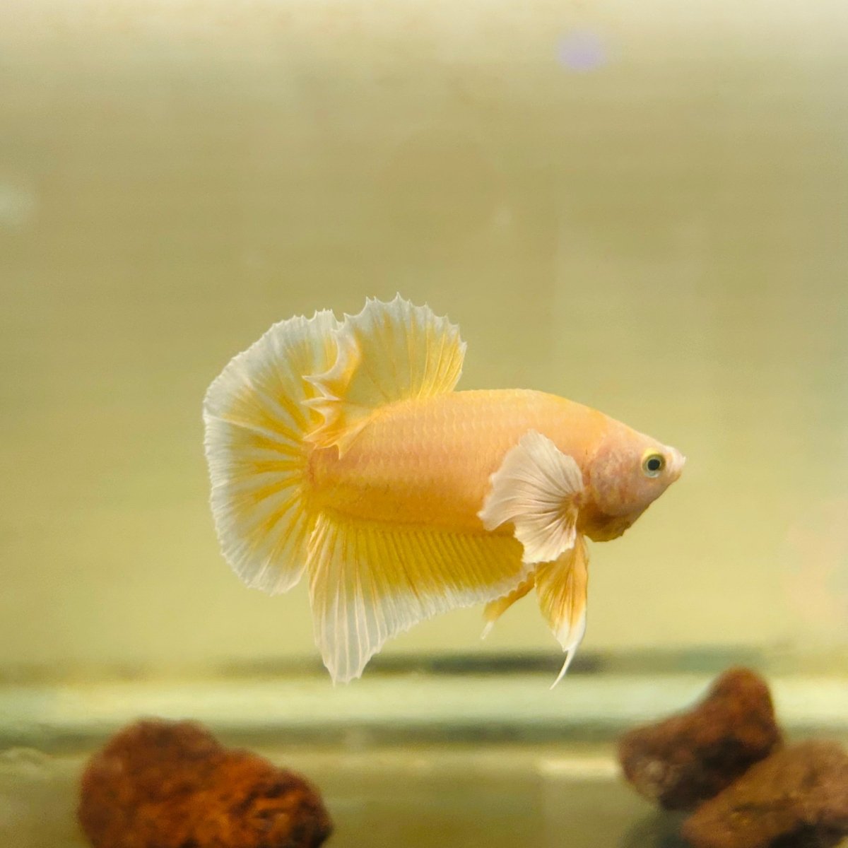 Dumbo Gold Plakat - Male Betta A95