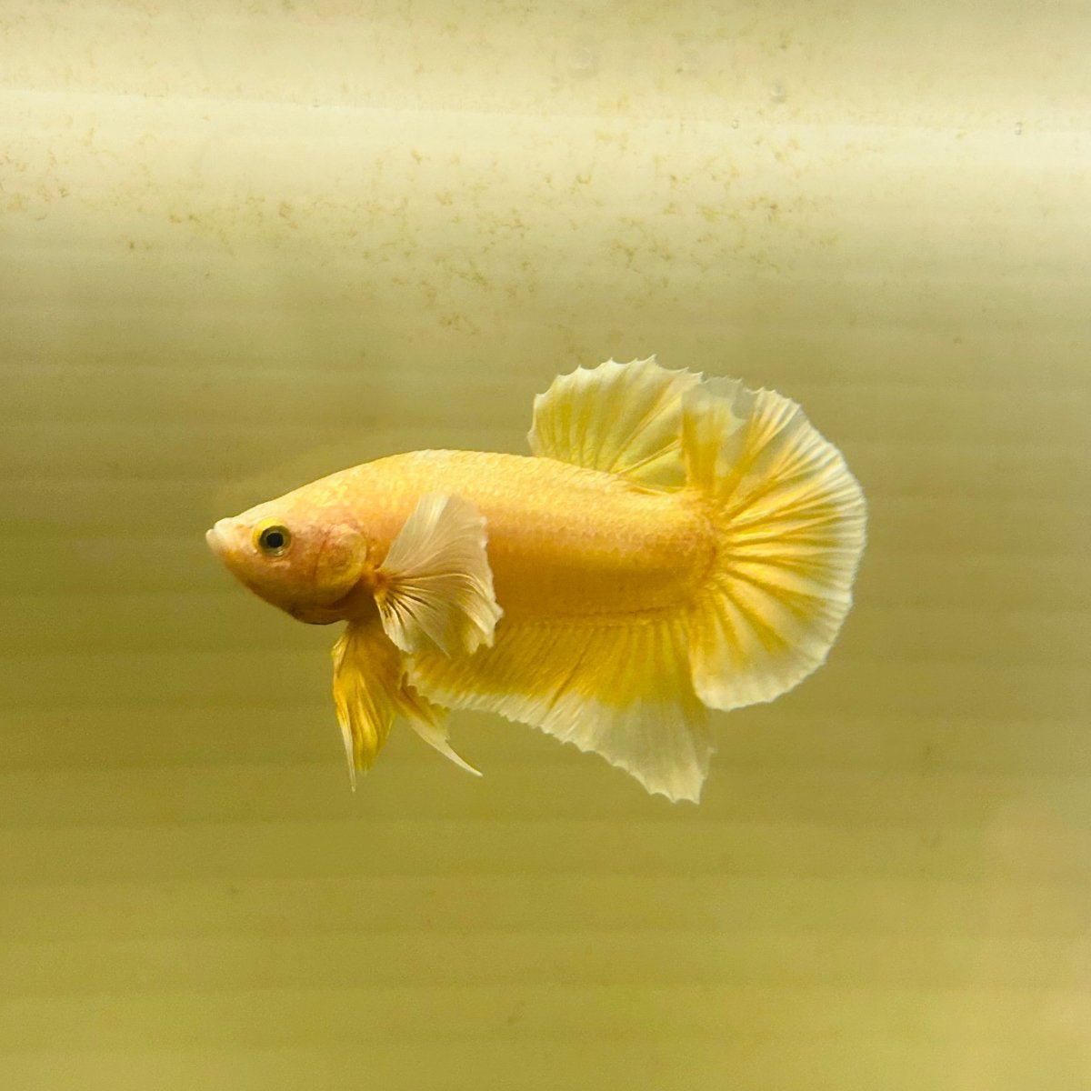 Dumbo Gold Plakat - Male Betta A95