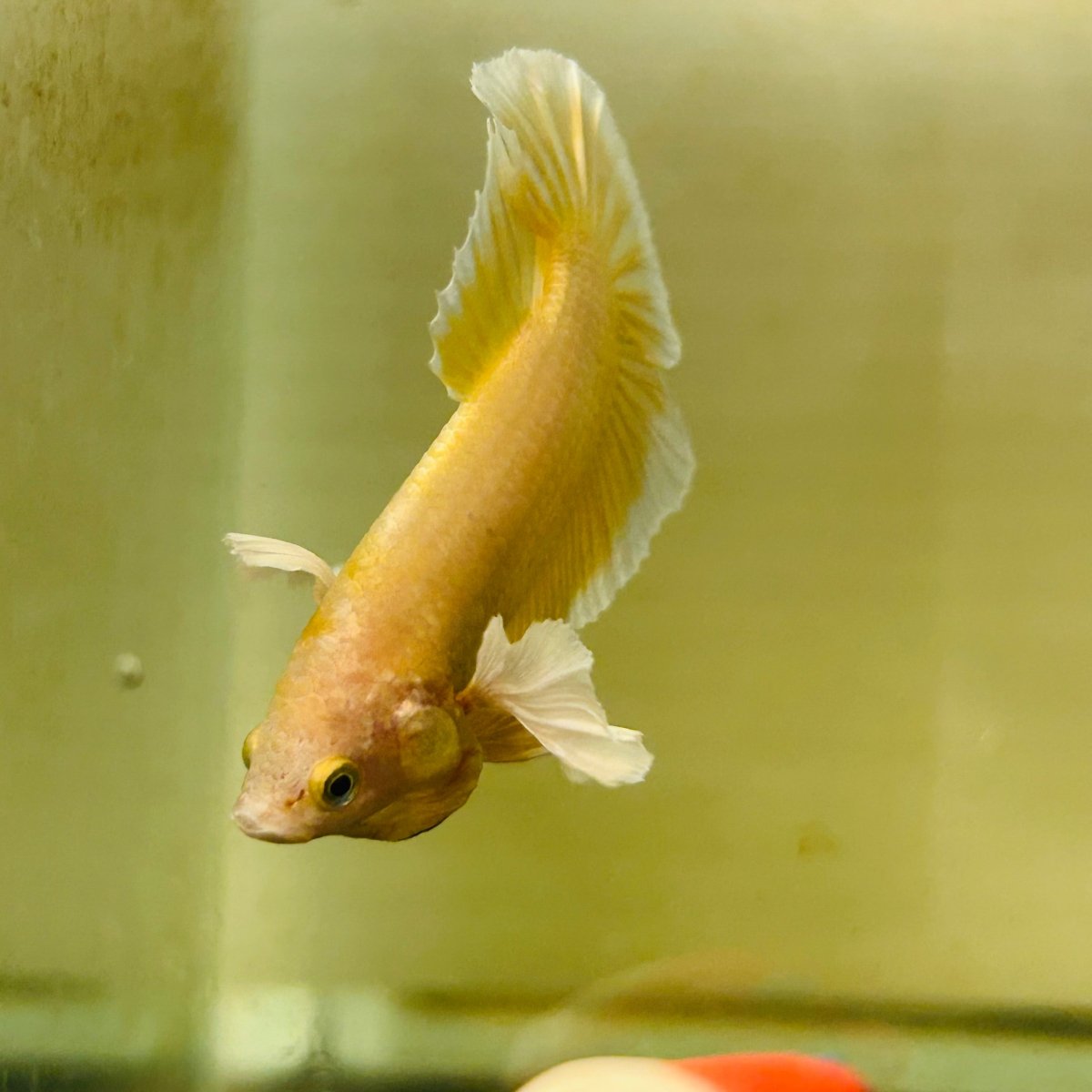 Dumbo Gold Plakat - Male Betta A95