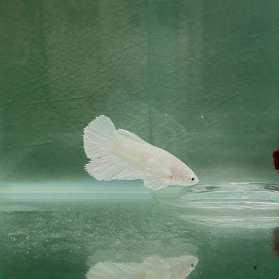 Dumbo Halfmoon Super White Female Betta N90,N124,N125,N126,N127,N128