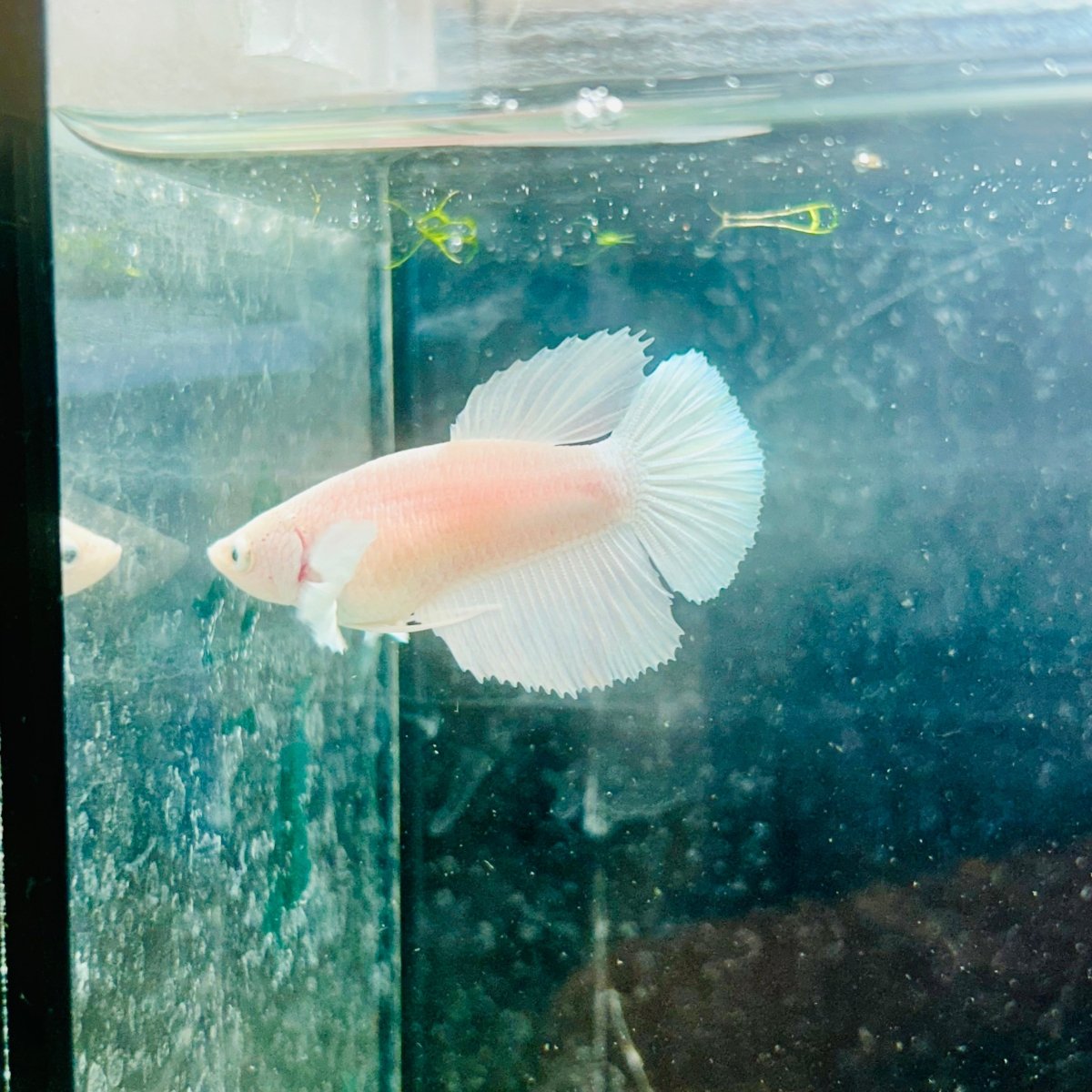 Dumbo Halfmoon White Female Betta N127