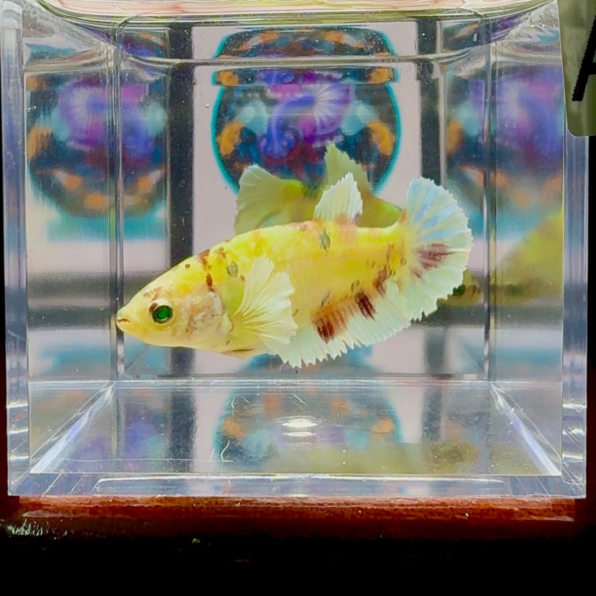 Dumbo Koi green eye A100 Plakat - Female Betta