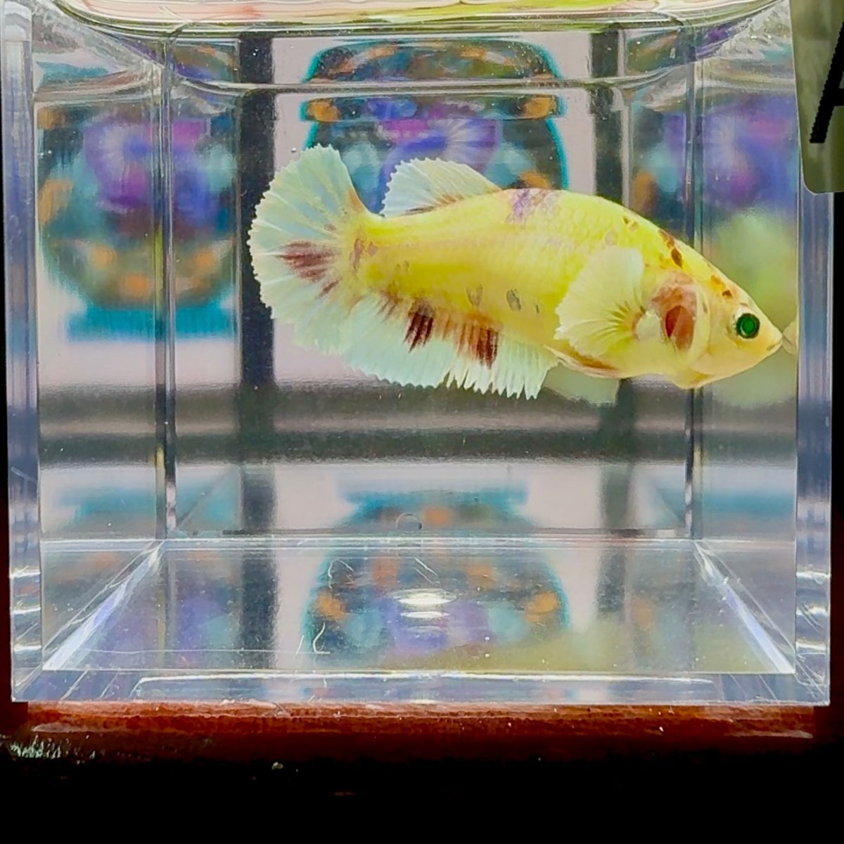 Dumbo Koi green eye A100 Plakat - Female Betta