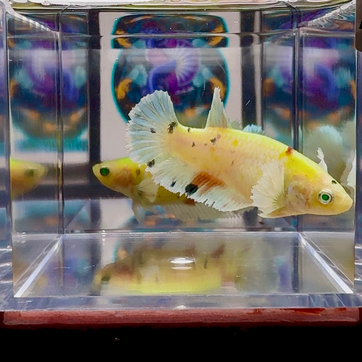 Dumbo Koi green eye A101 Plakat - Female Betta