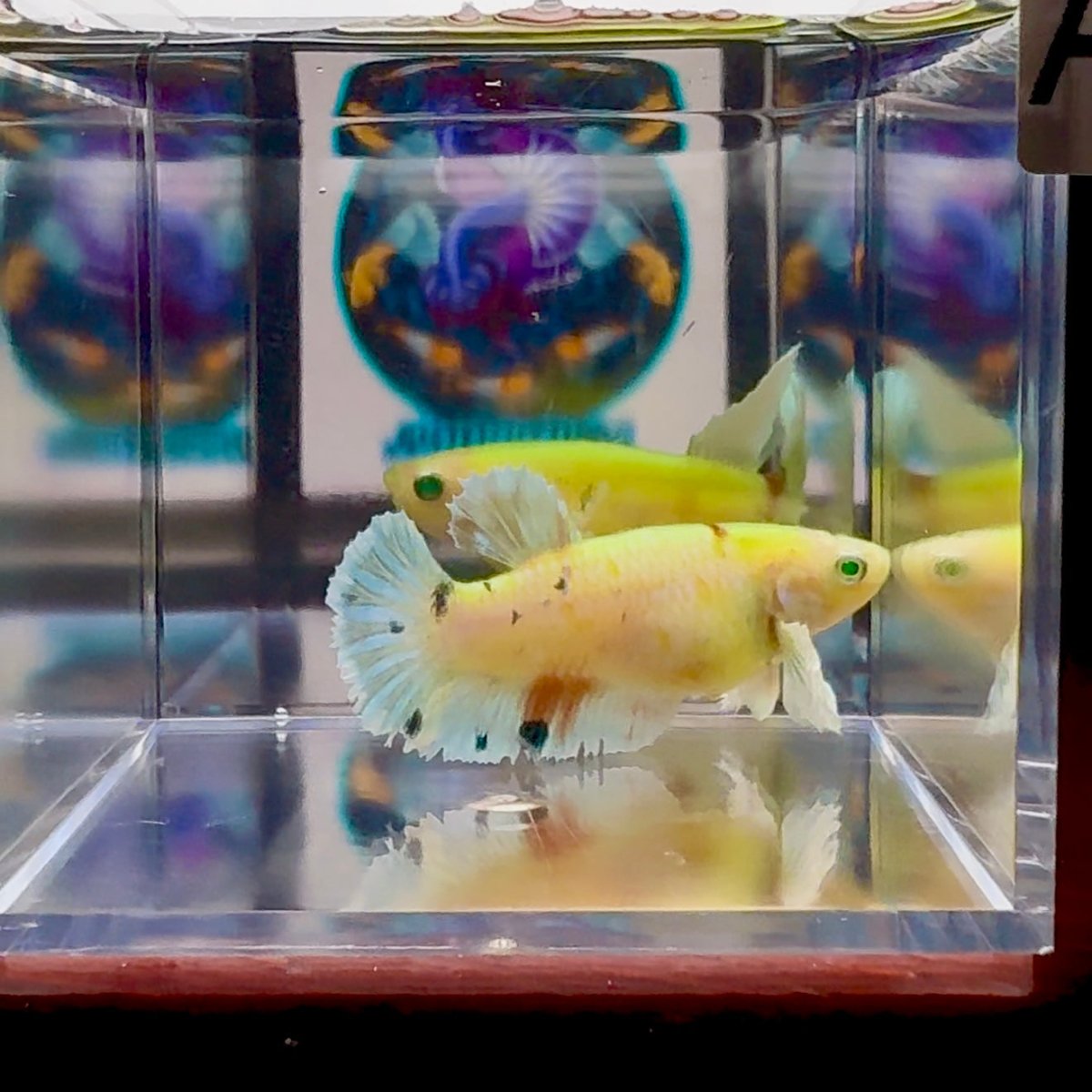 Dumbo Koi green eye A101 Plakat - Female Betta