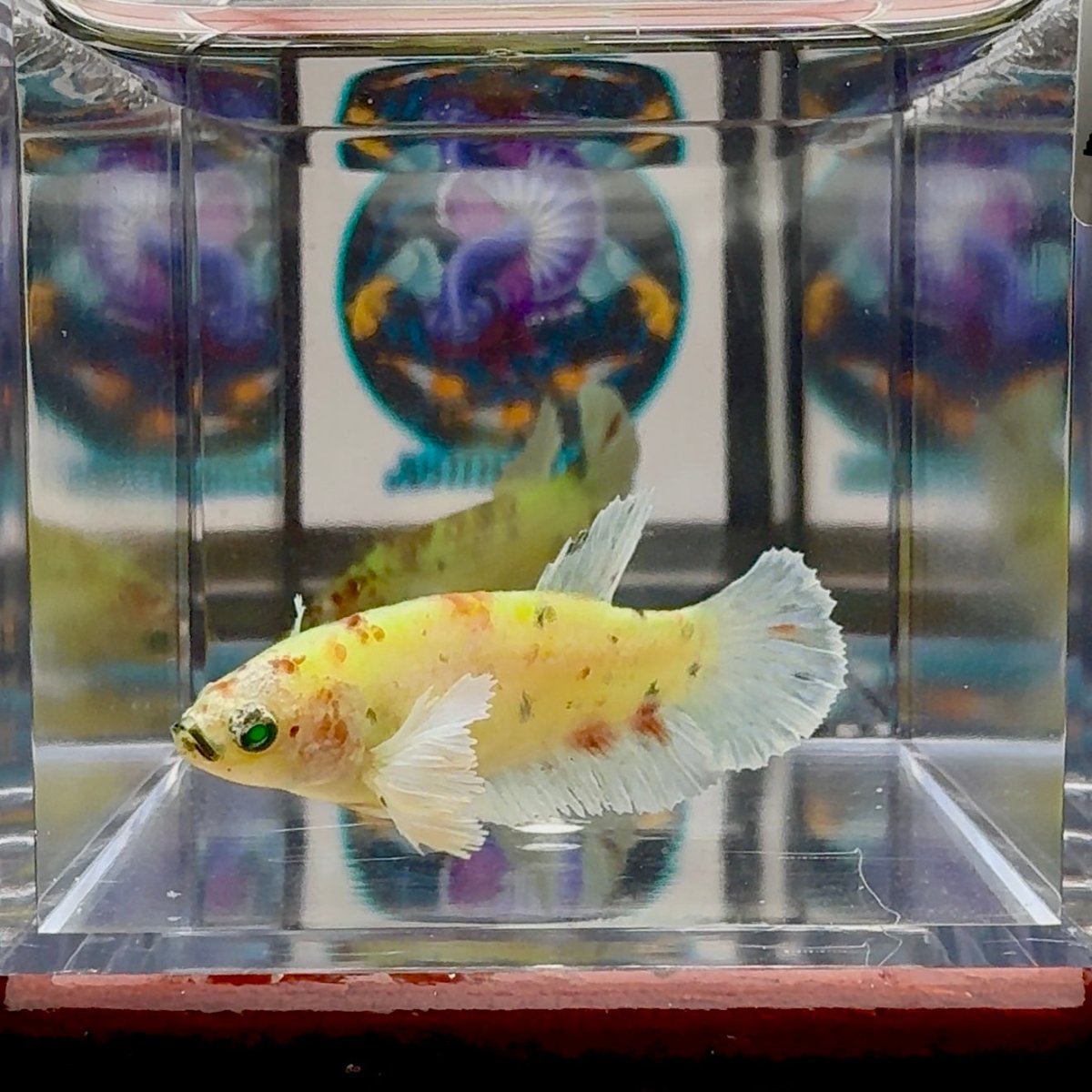 Dumbo Koi green eye A102 Plakat - Female Betta