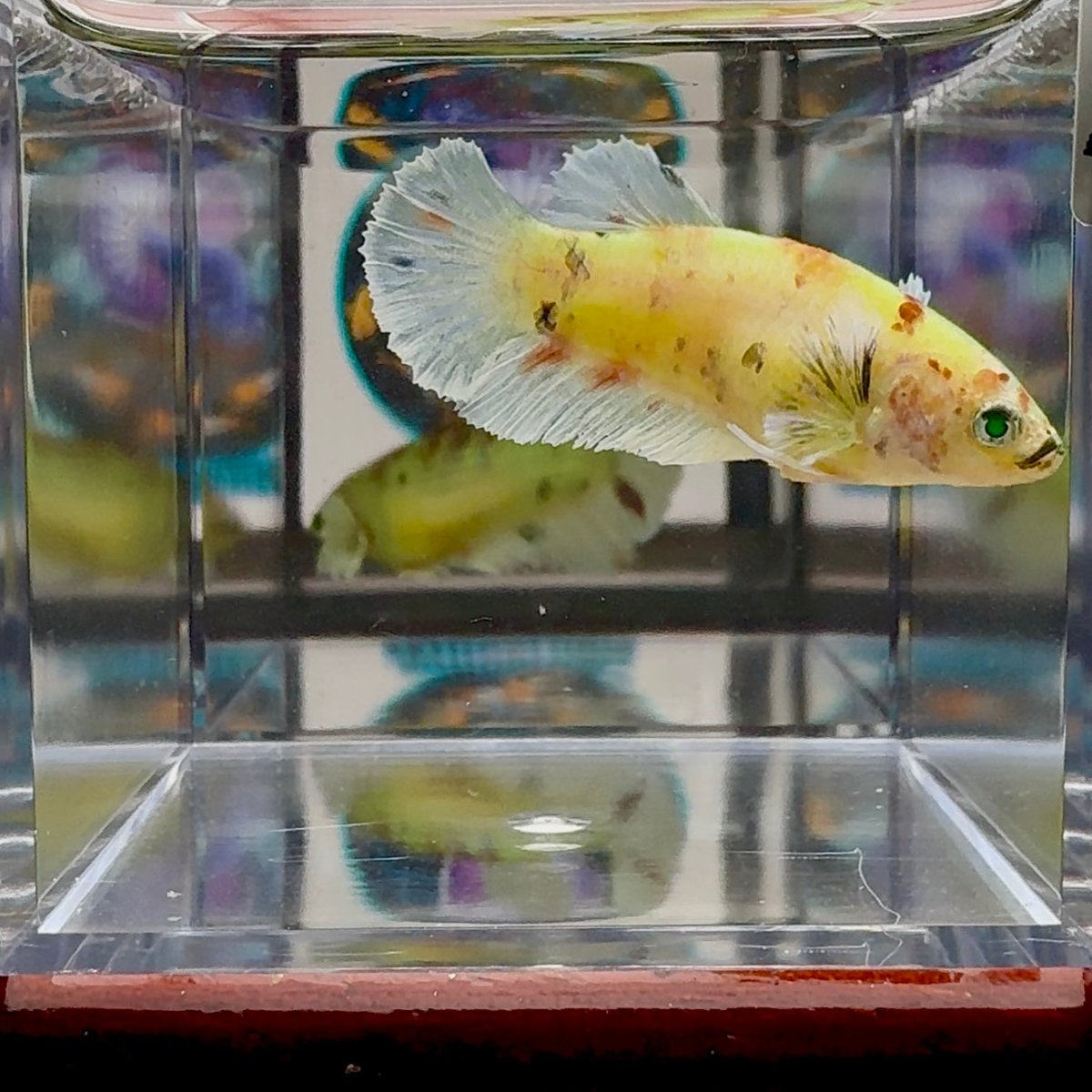 Dumbo Koi green eye A102 Plakat - Female Betta
