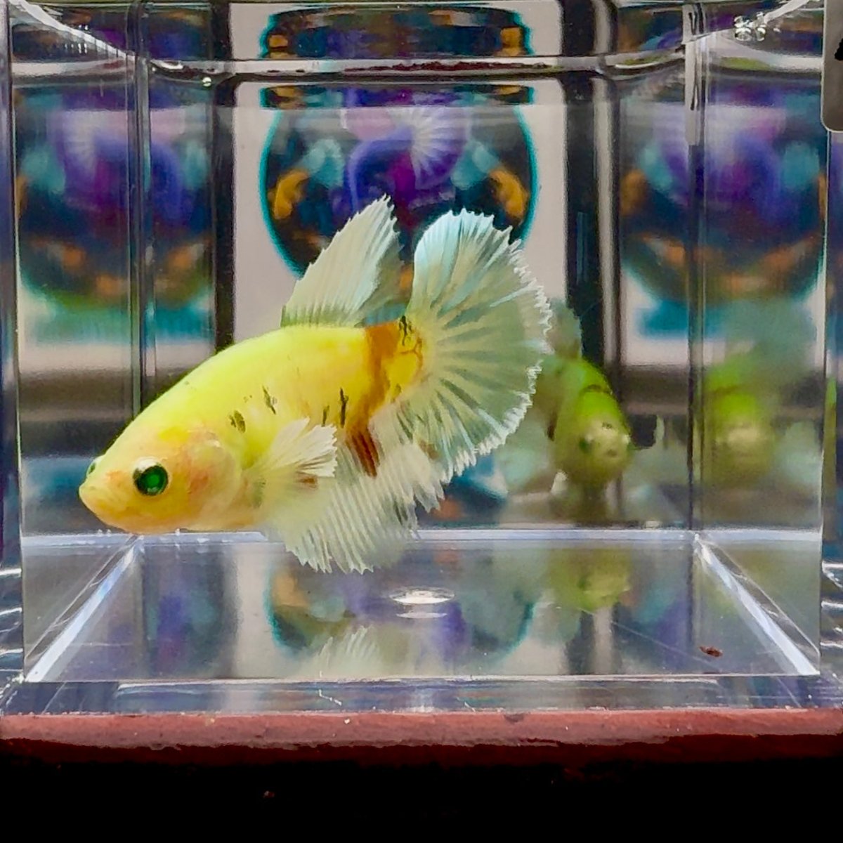 Dumbo Koi green eye A135 Halfmoon - Female Betta