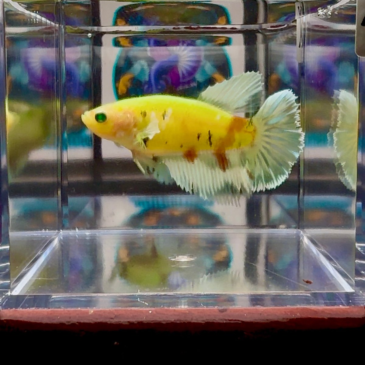Dumbo Koi green eye A135 Halfmoon - Female Betta