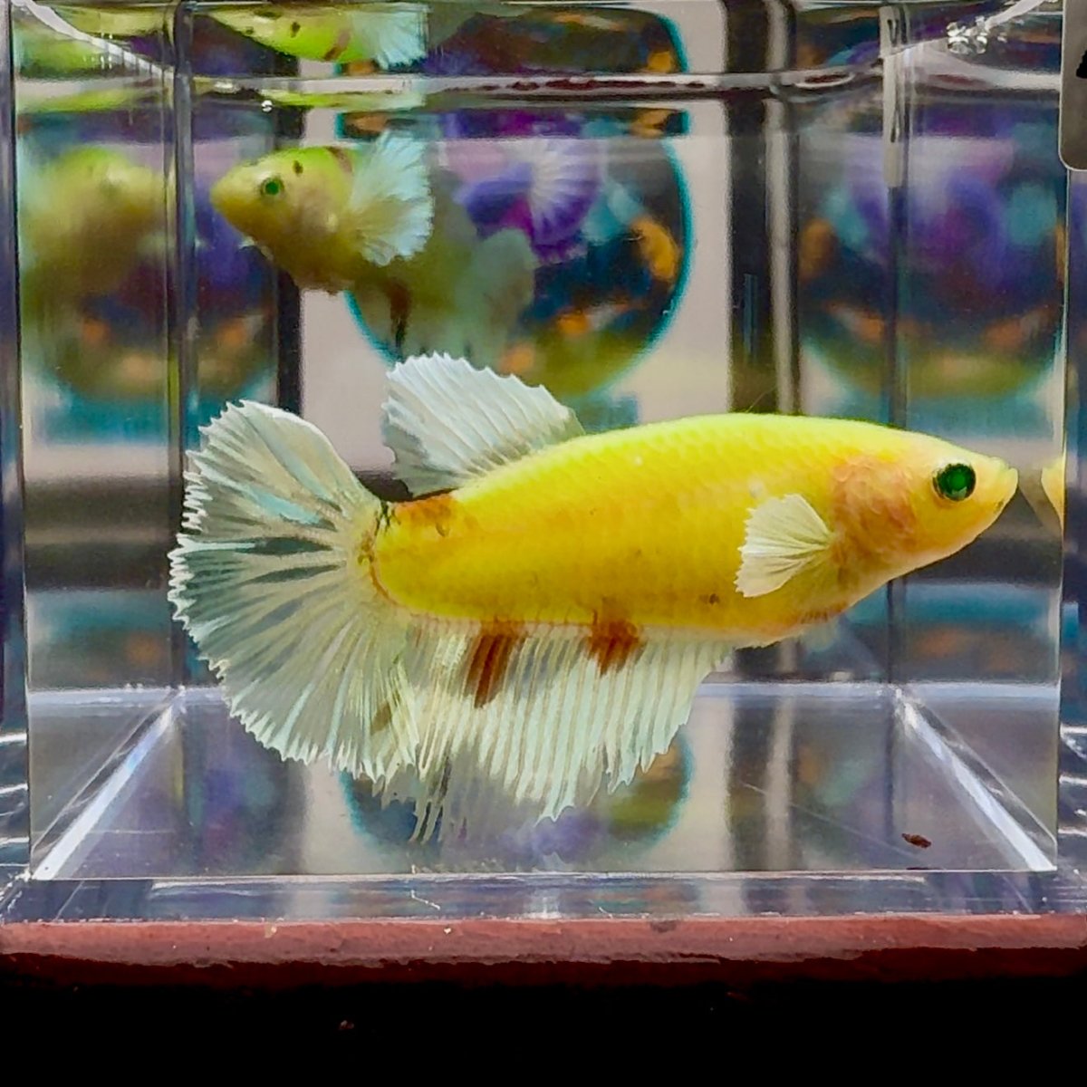Dumbo Koi green eye A135 Halfmoon - Female Betta