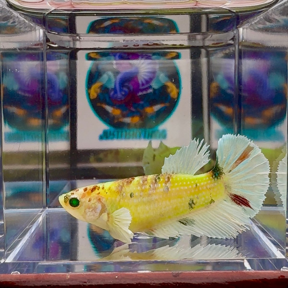 Dumbo Koi green eye A136 Plakat - Female Betta