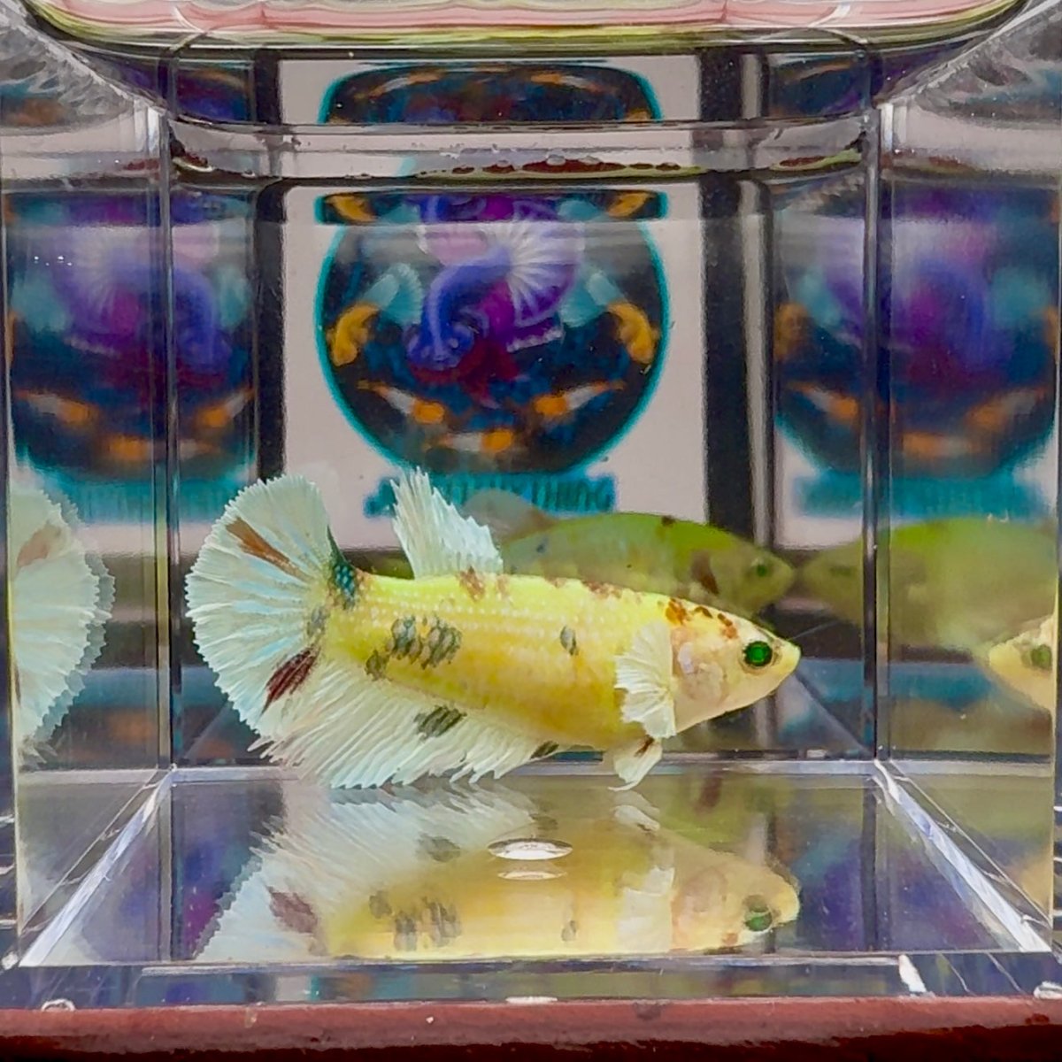 Dumbo Koi green eye A136 Plakat - Female Betta