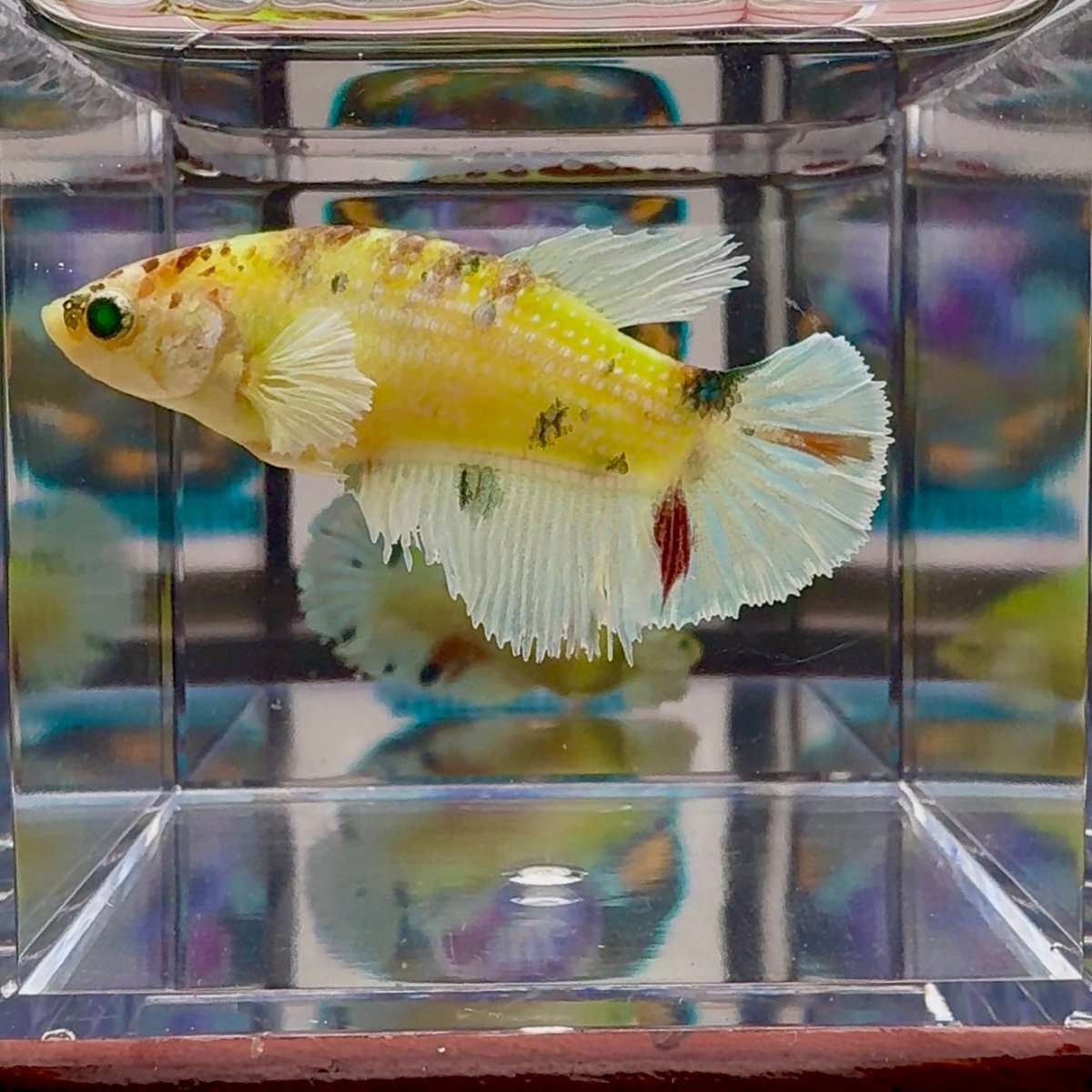 Dumbo Koi green eye A136 Plakat - Female Betta