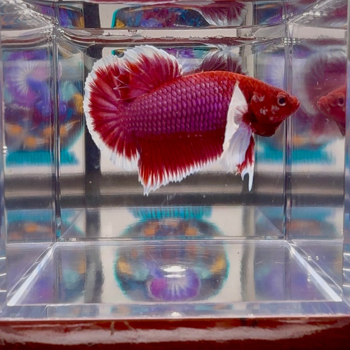 Dumbo lavender A104 - Plakat - Male Betta
