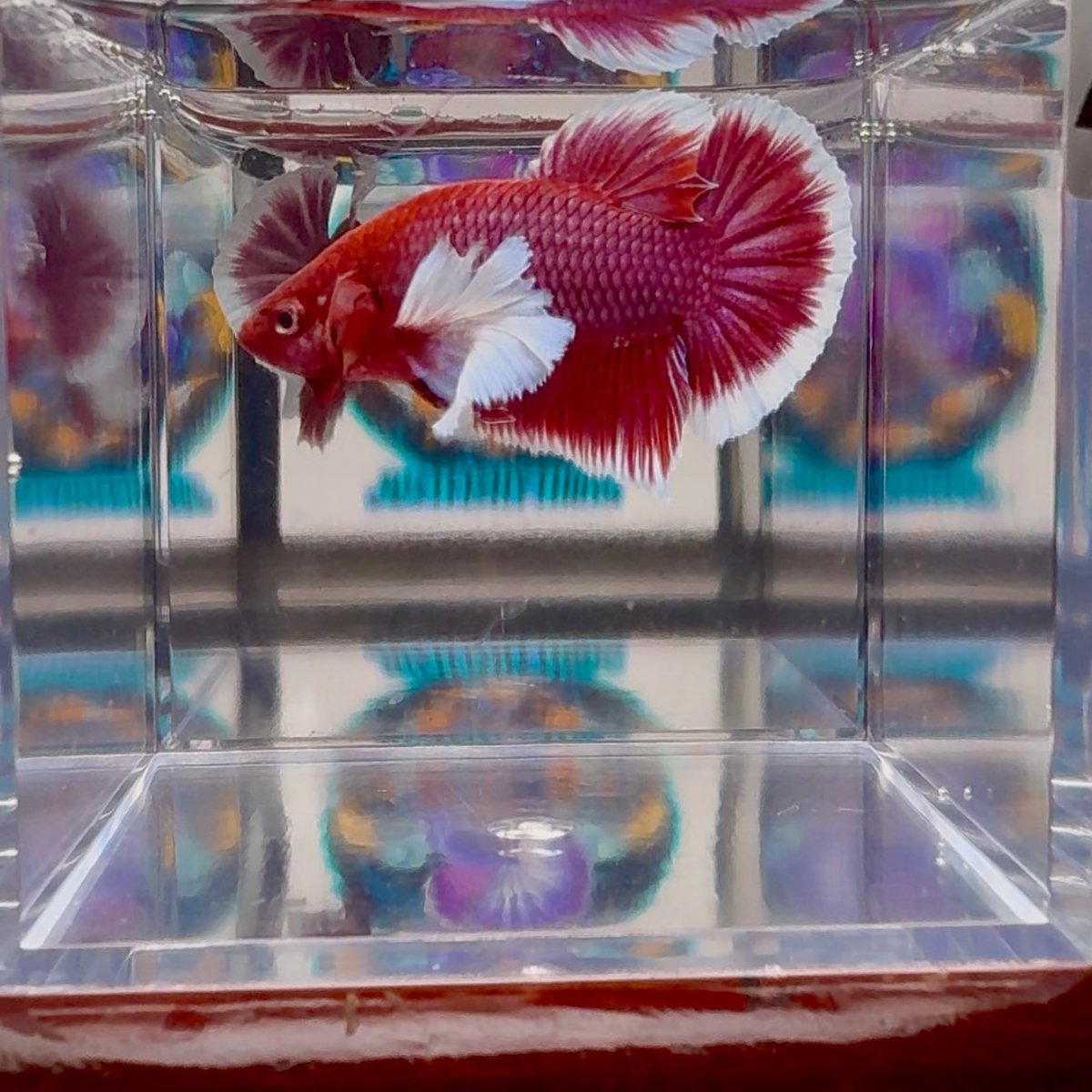 Dumbo lavender A104 - Plakat - Male Betta