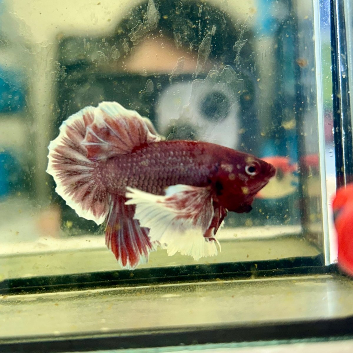 Dumbo lavender A129 - Plakat - Male Betta