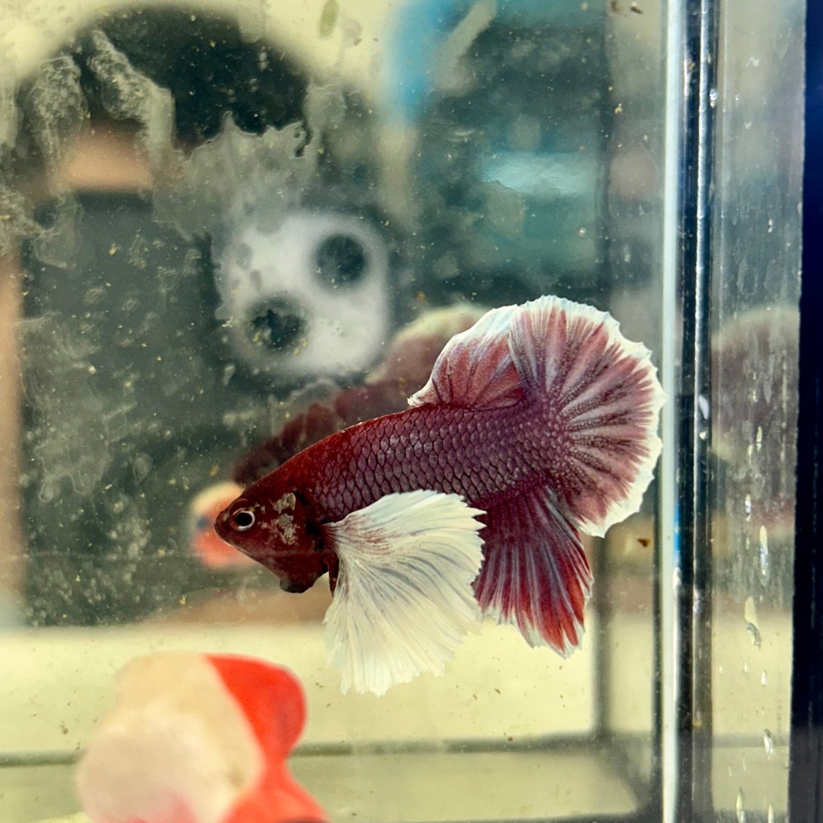 Dumbo lavender A129 - Plakat - Male Betta
