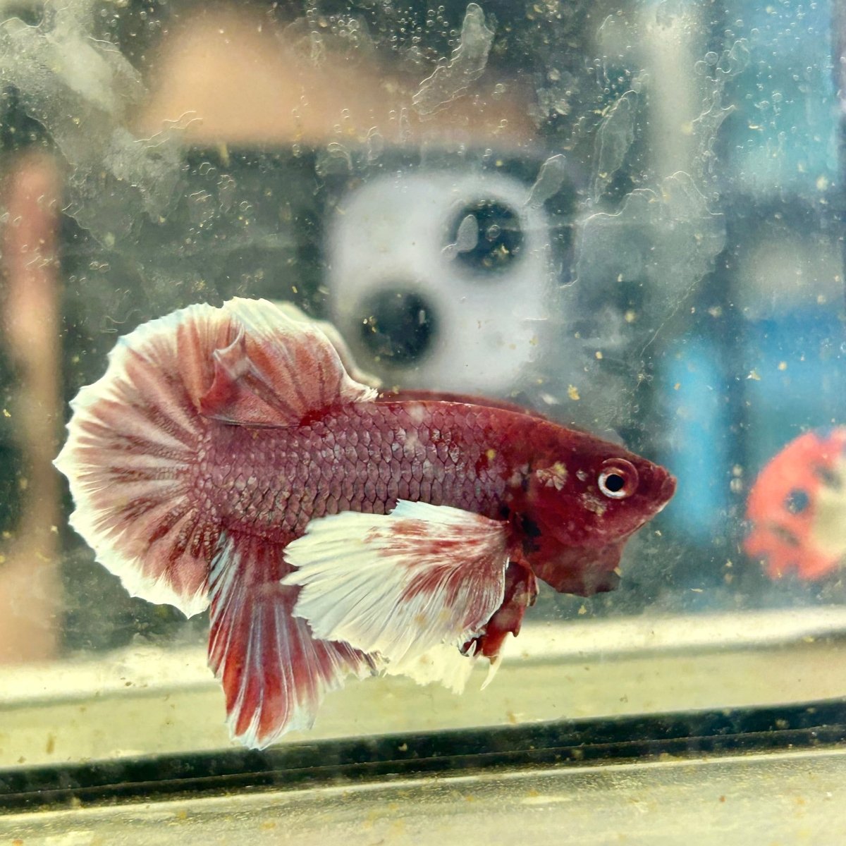Dumbo lavender A129 - Plakat - Male Betta