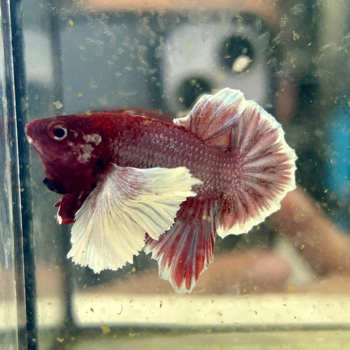 Dumbo lavender A129 - Plakat - Male Betta