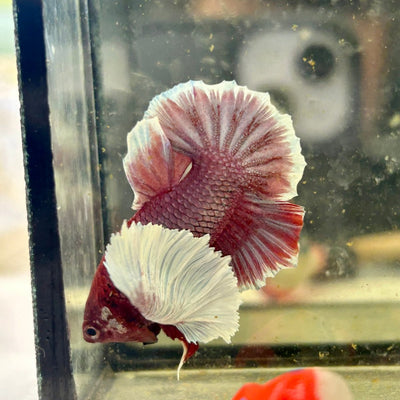 Dumbo lavender A129 - Plakat - Male Betta