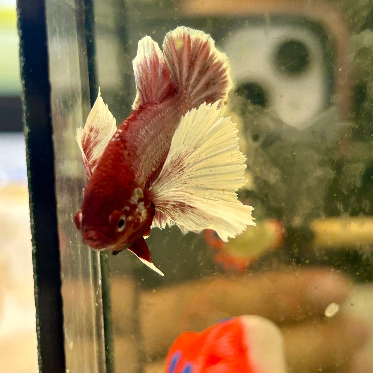 Dumbo lavender A129 - Plakat - Male Betta
