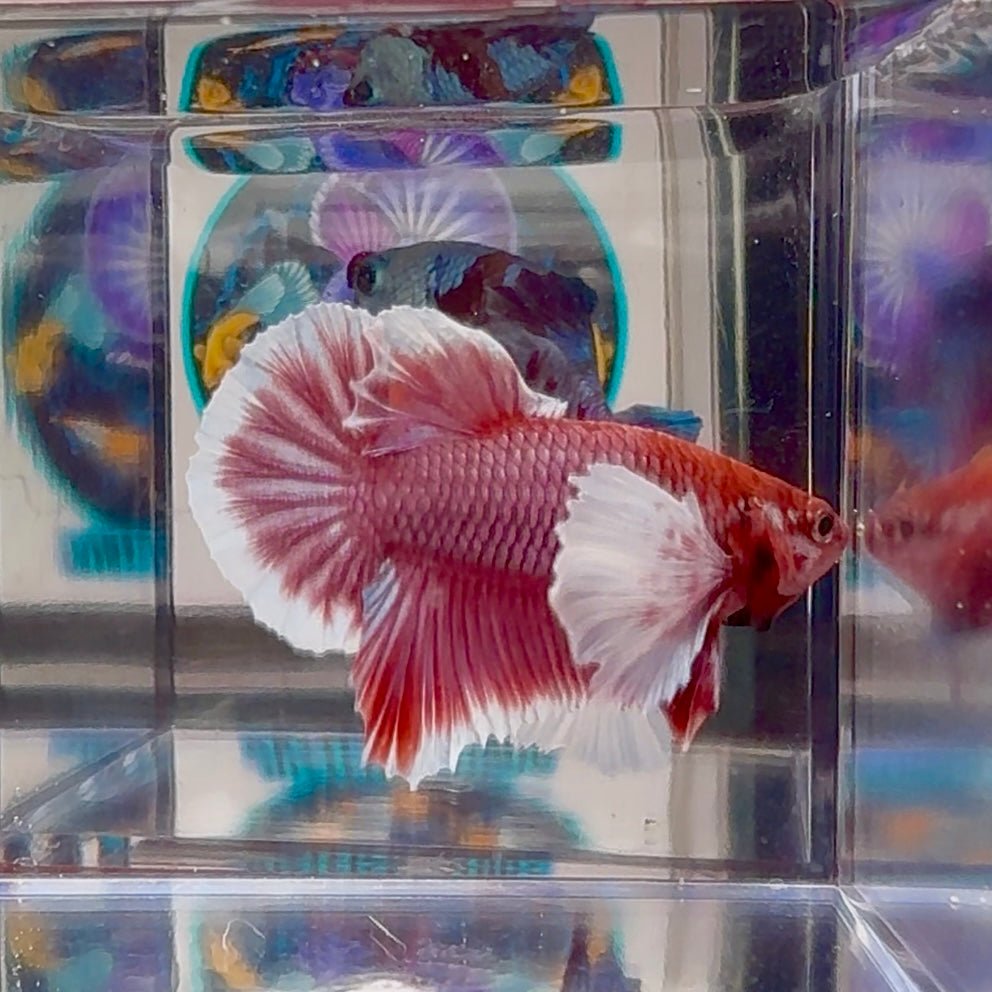 Dumbo lavender A138 - Plakat - Male Betta