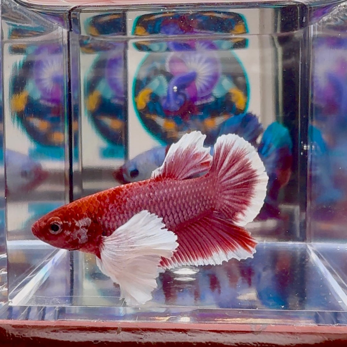 Dumbo lavender A138 - Plakat - Male Betta