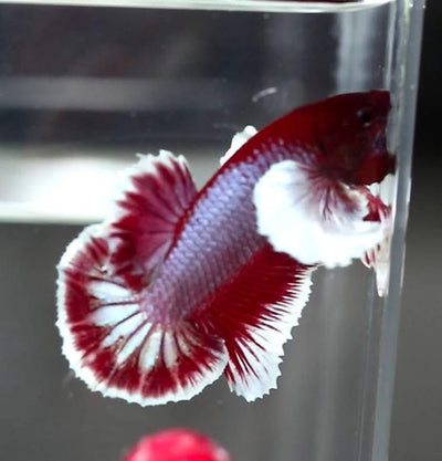 Dumbo Lavender Plakat - Male Betta