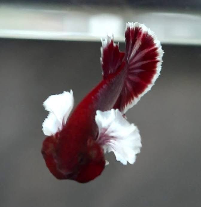 Dumbo Lavender Plakat - Male Betta