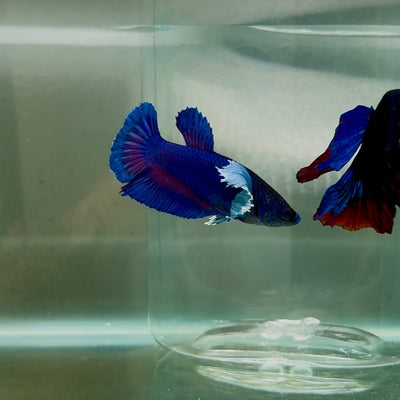 Dumbo Plakat Blue Female Betta N44