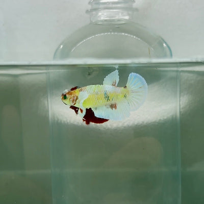 Dumbo Plakat Green Eye Female Betta N100