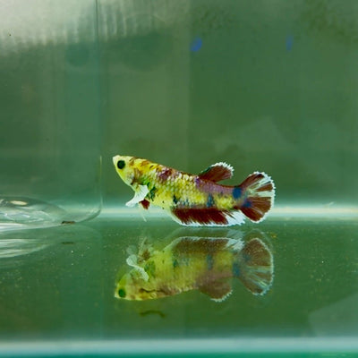 Dumbo Plakat Green Eye Female Betta N104